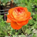 fotoğraf Ranunculus, Farsça Çiçeği, Türban Çiçeği, Farsça Crowfoot özellikleri