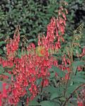 fotografie Zahradní květiny Mys Fuchsie (Phygelius capensis), červená