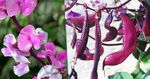 Foto Gartenblumen Rubin Schein Hyazinthe-Bohne (Dolichos lablab, Lablab purpureus), rosa