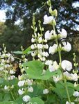 foto Tuin Bloemen Ruby Gloed Hyacint Bean (Dolichos lablab, Lablab purpureus), wit