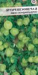 foto Tuin Bloemen Ballon Wijnstok, Liefde In Een Trekje, Heartseed (Cardiospermum halicacabum), wit