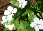 フォト 庭の花 ツルニチニチソウ、カイエンジャスミン、ニチニチソウ、古い女中、ビンカバラ (Catharanthus roseus = Vinca rosea), ホワイト
