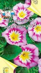 foto I fiori da giardino Gloria Di Mattina Terra, Morning Glory Cespuglio, Silverbush (Convolvulus), rosa