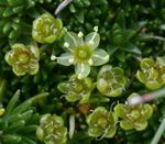 снимка Градински цветове Песъчарка (Minuartia), зелен