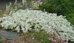 снимка Градински цветове Песъчарка (Minuartia), бял