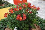 Fil Trädgårdsblommor Alstroemeria, Peruansk Lilja, Liljan Av Incasna , röd