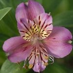 mynd Alstroemeria, Peruvian Lily, Lily Inkanna einkenni