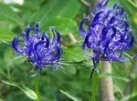 fotografija Vrtno Cvetje Rogat Rampion (Phyteuma), modra