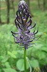 Foto Dārza Ziedi Horned Rampion (Phyteuma), melns