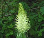 Bilde Hage blomster Horned Rampion (Phyteuma), hvit
