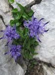 Foto Dārza Ziedi Horned Rampion (Phyteuma), gaiši zils