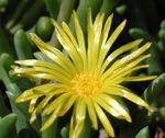 mynd garður blóm Ís Planta (Mesembryanthemum crystallinum), gulur
