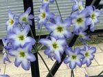 zdjęcie Ogrodowe Kwiaty Leukokorin (Levkokorina) (Leucocoryne), jasnoniebieski
