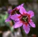 Fil Trädgårdsblommor Härlighet Solen (Leucocoryne), rosa