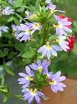 Photo Fairy Fan Flower (Scaevola aemula), light blue