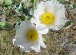 fotografie Zahradní květiny Argemona , bílá