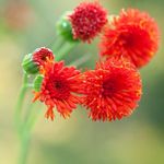 Bilde Dusk Blomst, Flora For Pensel (Emilia coccinea, Emilia javanica, Cacalia coccinea), rød