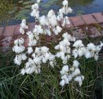 fotografie Záhradné kvety Suchopýr (Eriophorum), biely