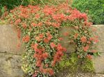 Foto Gartenblumen Neuseeland Grat (Acaena), rot