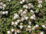 foto Flores do Jardim Arcterica (Arcterica nana, Makino), branco