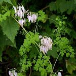Fil Trädgårdsblommor Allegheny Vinstockar, Klättring Fumitory, Berg Fransar (Adlumia fungosa), rosa