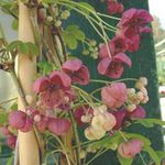 Foto Flores de jardín Cinco Hojas Akebia, Vid De Chocolate (Akebia quinata), vinoso