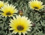 fotografie Zahradní květiny Pelerína Sedmikráska, Monarcha Stepi (Arctotis), žlutý