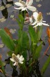 Foto Gartenblumen Yerba Mansa, Falsche Anemone, Eidechsenschwanz (Anemopsis californica), weiß