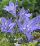 Nuotrauka Sodo Gėlės Žolė Riešutų, Ithuriel Ietis, Wally Krepšelį (Brodiaea laxa, Triteleia laxa), šviesiai mėlynas