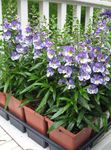 foto Flores do Jardim Angelonia Serena, Snapdragon Verão (Angelonia angustifolia), luz azul