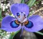 снимка Градински цветове Moraea , светло синьо