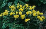 foto Flores do Jardim Arnebia (Arnebia  pulchra), amarelo