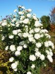 fotografie Záhradné kvety Astra (Aster), biely