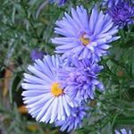 Foto Gartenblumen Aster , hellblau