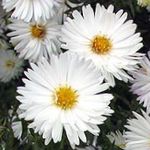 foto Flores do Jardim Áster (Aster), branco