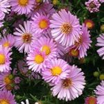 zdjęcie Ogrodowe Kwiaty Aster Nowobelgijski , różowy