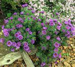 Foto New England Aster omadused