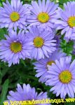 Фото Садовые Цветы Астра альпийская (Aster alpinus), голубой