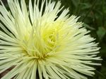 fotografie Zahradní květiny China Aster (Callistephus chinensis), žlutý