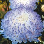 fotografie Zahradní květiny China Aster (Callistephus chinensis), světle modrá