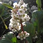 fotografie Záhradné kvety Bergenia , biely