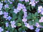 Bilde Hage blomster Tålmodighet Plante, Balsam, Juvel Luke, Opptatt Lizzie (Impatiens), lyse blå