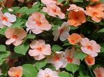 Photo les fleurs du jardin Patience Plante, Baumier, Joyau Mauvaises Herbes, Lizzie Occupé (Impatiens), orange