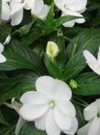 Bilde Hage blomster Tålmodighet Plante, Balsam, Juvel Luke, Opptatt Lizzie (Impatiens), hvit