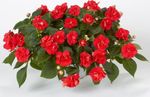 Photo les fleurs du jardin Patience Plante, Baumier, Joyau Mauvaises Herbes, Lizzie Occupé (Impatiens), rouge