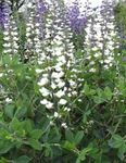 Photo les fleurs du jardin False Indigo (Baptisia), blanc