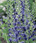 Photo les fleurs du jardin False Indigo (Baptisia), bleu