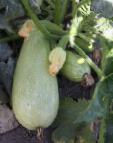 foto Le zucchine la cultivar Ehzra F1