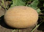 Photo un melon l'espèce Afnan F1