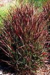 Фото Декоративные Растения Просо (Паникум) злаки (Panicum), бордовый